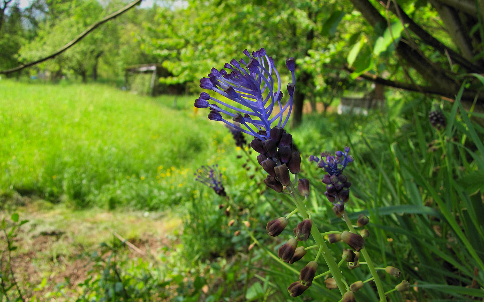 Muscari comosum